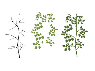 vector tree, branch, leaves, silhouette