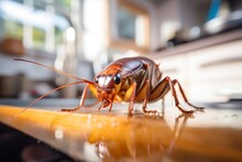 Cockroaches Invading And Cooking The Home Kitchen. Concept Eliminate Cockroach In Kitchen