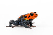 Mimic Poison Frog // Falscher Fünfstreifen-Baumsteiger, Zweipunkter (Ranitomeya imitator) 