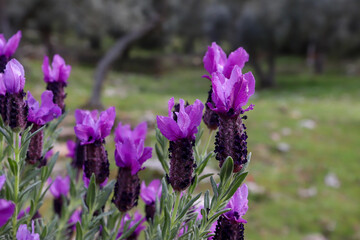 Sticker - Lavandula stoechas (Blackhead grass), from the Lamiaceae (ballıbabagiller) family, grows in the Mediterranean region, 30–100 cm. perennial plant species reaching large size.