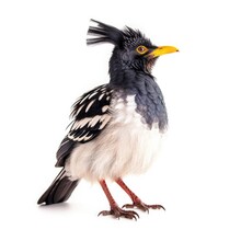 Crested Myna Bird Isolated On White. Generative AI