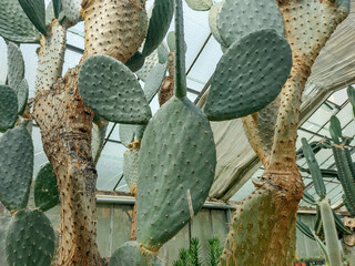 Wall Mural - Opuntia ficus-indica at the botanical garden. Cactus