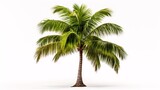 Fototapeta Desenie - Coconut palm tree isolated on white background. Tropical plant object.