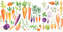 Set Of Carrot Watercolor Collection Of Hand Drawn, Carrot Purple, Black, Red, White, And Yellow Color, Carrot Elegant Watercolor , Carrot Isolated Transparent Background, PNG.