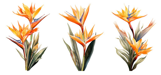 Wall Mural - Watercolor strelitzia set. Generative Ai	