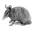Nine-banded armadillo. Graphic portrait of Nine-banded armadillo in sketch style on a white background. Digital vector graphics