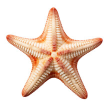 White Red Starfish Isolated On Transparent Background Cutout , Generative Ai