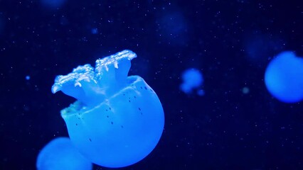 slow motion footage of a jellyfish swimming in the water.