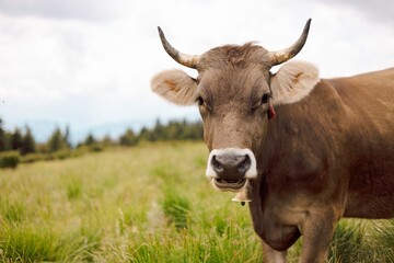 portrait of a mountain village cow