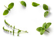 frame / border  fresh mint leaves collection with real transparent shadow isolated on transparent background; png design element