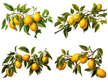 Lemons On A Branch Clipart Set.  Isolated On A White Background.  Clipart For Crafts, Art Projects, Scrapbooking. 