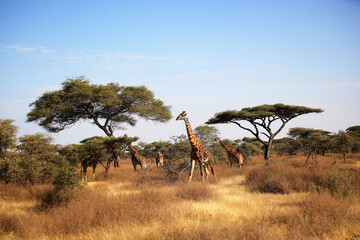 maasai giraffe (giraffa tippelskirchi) and umbrella tree in serengeti national park, tanzania, afric