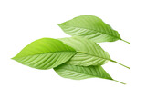 Fototapeta Koty - Green leaves isolated on transparent background , generative ai