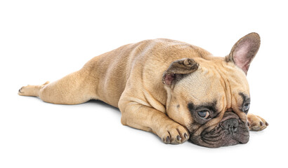  Cute French bulldog lying on white background