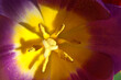 Close-up macro of purple yellow tulips with a petal with pollen 