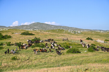group of a wild horses in nature. herd of horses near livno, bosnia and herzegovina.