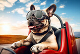 Close-up of a funny french bulldog with goggles in a pedal car