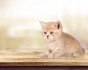 Poster - Cute young Cat pet sitting