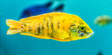 Colorful Yellow Blotched Peacock Cichlid Fish Waikiki Oahu Hawaii