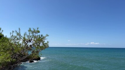 Canvas Print - Blue sea waves and pine tree.