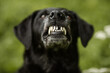 Labrador Retriever Hündin zeigt Zähne, Hund grinst, Hundelachen