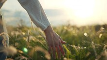 B Roll - Hand Of Traveling Woman Touching Meadow In The Rays Of The Sunset Summer, Female Walks Through The Field In Thick High Grass, Slow Motion