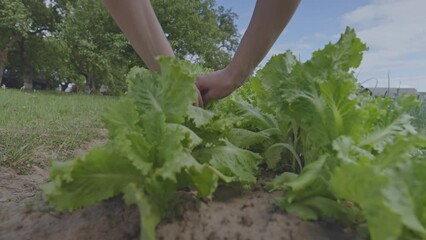 Wall Mural - Rows of green salad leaves in rustic sunny home garden. Person harvesting home-grown lettuce leaf crop in country garden. Home garden