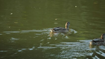 duck in slow motion. duck swimming in the river. duck close-up.duck in wildlife on a river.