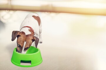 Sticker - Smart domestic dog eats food from bowl.