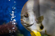 close up of Angelfish in aquarium