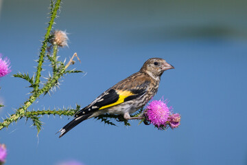 Wall Mural - European Goldfinch Carduelis carduelis, a bird looks for seeds in plants