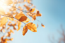 Beautiful Natural Autumn Background - Sunlight Shining Through Orange, Golden Yellow Tree Foliage. Fall In A Park, Bright Sun Beams