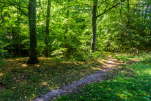 Forest Hiking Trail Near Kostelec Nad Cernymi Lesy Town, Czech Republic