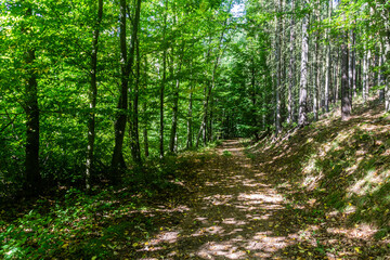 Fototapeta forest hiking trail near kostelec nad cernymi lesy town, czech republic