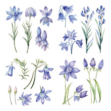 Set Of Bluebell Flowers Watercolor Paint