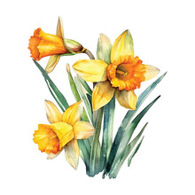 Daffodil Flowers Watercolor Paint 