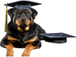 Rottweiler Student with No Background