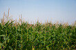 © SuperStock - Close up shot of corn field with blue sky as background
