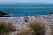 Pinguino de Magallanes . Patagonia Argentina