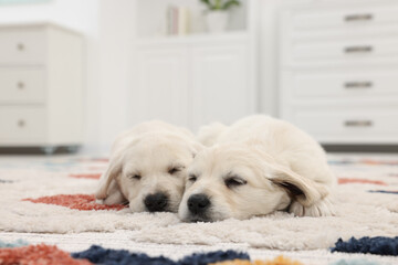 Sticker - Cute little puppies lying on carpet at home