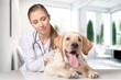 © BillionPhotos.com - Vet doctor examining cute smart dog in clinic, AI generated image