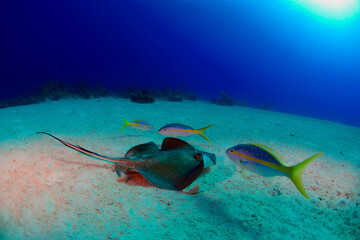 Wall Mural - Southern ray hunting with yellow tail snappers