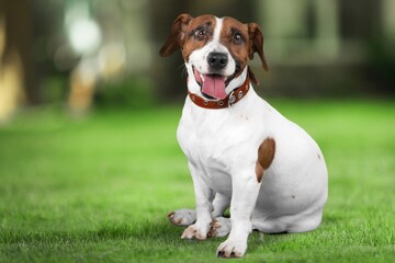 Wall Mural - Happy young smart dog lying on green grass