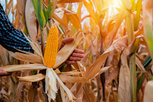 Dry Corn Fields Farmers Harvest Ripe Yellow Corn With Orange Sunlight.