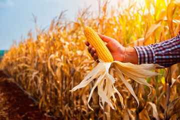 Wall Mural - Soft orange sunlight with the farmer's hand holds a corn cob amidst the dry corn field, a symbol of nature's yield.