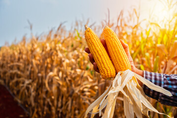 Wall Mural - Warm glow of orange sunlight, the farmer holds a golden bundle of corn cobs amidst the dry corn field, a sight of agricultural abundance.