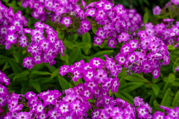 Wall Mural - Full frame texture background of beautiful purple color garden phlox flowers blooming in an outdoor garden setting