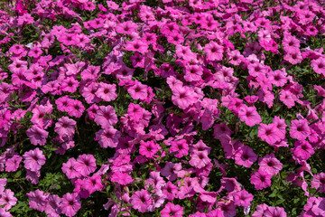 Wall Mural - Full frame texture background of a mass of beautiful deep pink petunia flowers in bloom in an outdoor garden setting