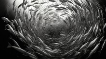  A Large Group Of Fish Swimming In A Large Body Of Water.  Generative Ai
