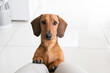 Dachshund Miniature Doxie Wiener dog looking up at owner inside their home with paws on lap